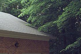Tree branches extending over roof, touching shingles