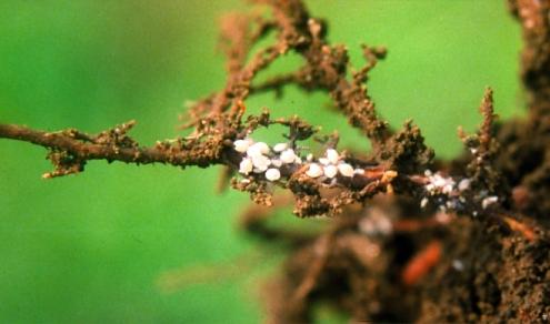 Root aphids on a root