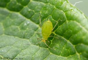 Yellow rose aphid.