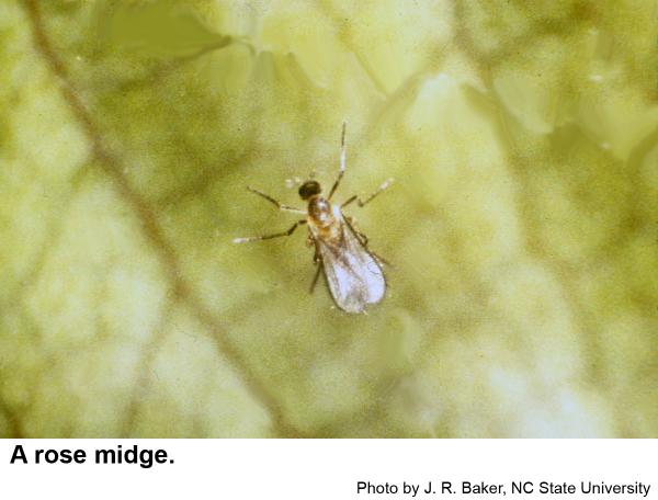 Rose midge flies are extremely small.