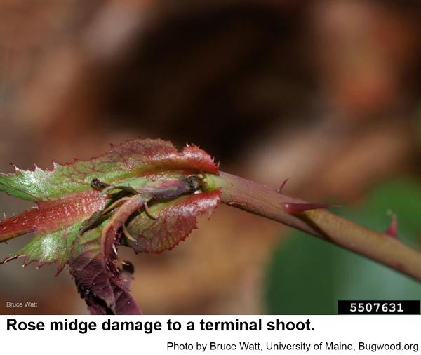 Rose midge damage to a terminal shoot.