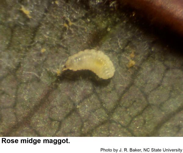 Rose midge maggots