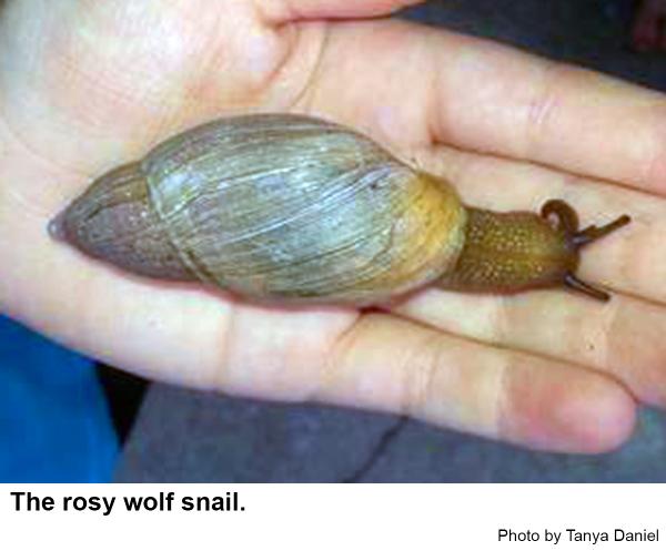 rosy wolf snail