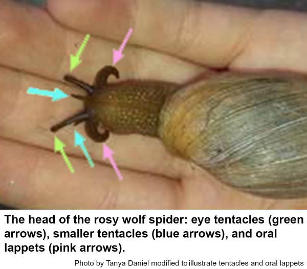 rosy wolf snail uses its lappets