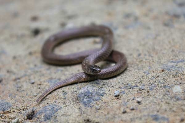 Small browninsh snake with rough scales and a pale band across the head.