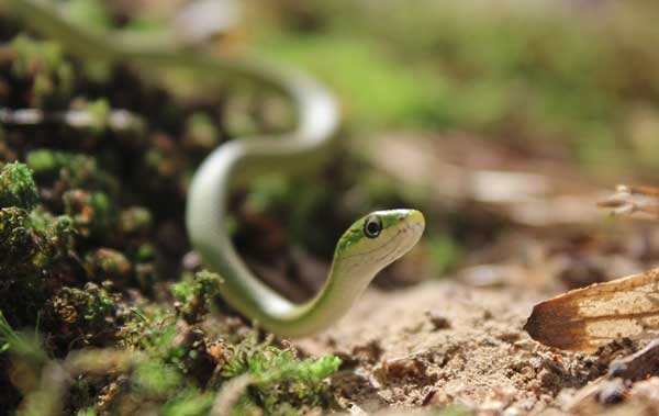 Slender bright green snake with rough scales showing a yellowish underside.