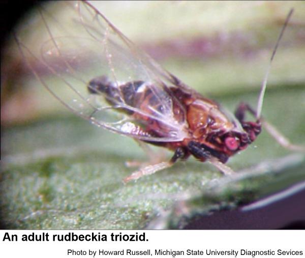 Thumbnail image for Rudbeckia Triozid