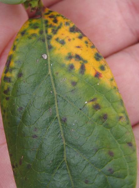 Blueberry rust upper leaf