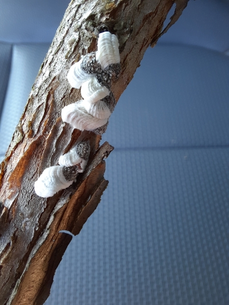 multiple scale insects ins a branch