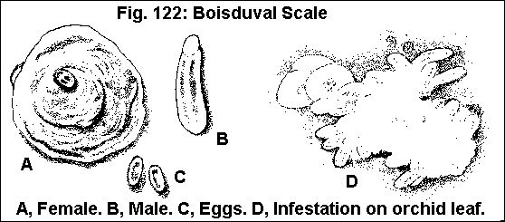 Figure 122. Boisduval scale. A. Female. B. Male. C. Eggs. D. Inf