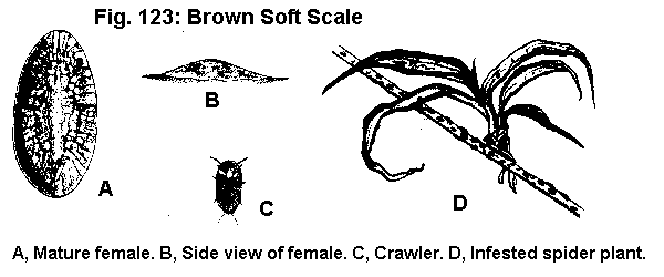 Figure 123. Brown soft scale. A. Mature female. B. Side view of