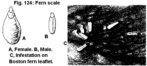Figure 124. Fern scale. A. Female. B. Male. C. Infestation on Bo