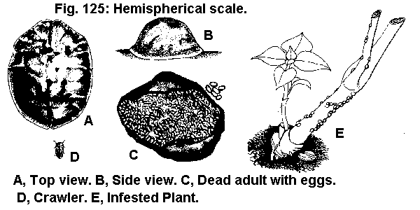 Figure 125. Hemispherical scale. A. Top view. B. Side view. C. D