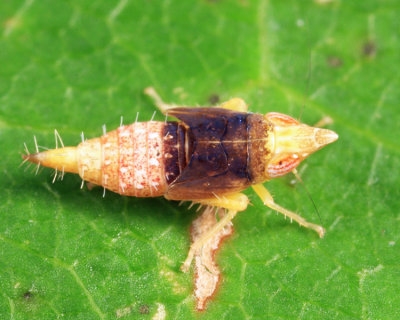 A Scaphytopius nymph