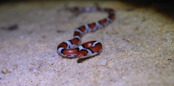 Smooth white snake with red saddles lined with black bands that do not completely encircle the body.