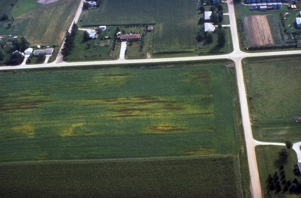 Aerial view of soybean cyst nematode damage in the field.