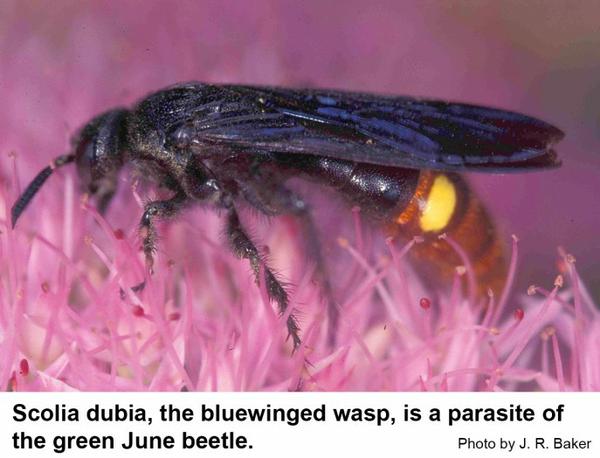 Blue-winged wasps are most abundant in August.