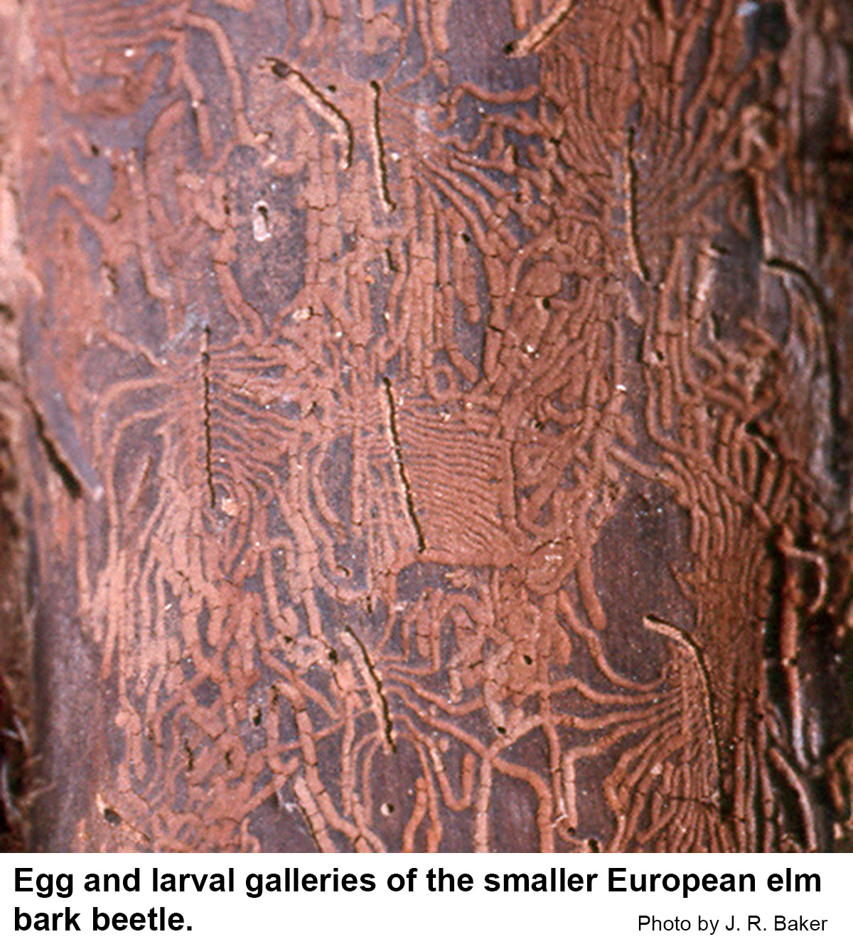 Egg galleries and larval galleries of the smaller European elm bark beetle
