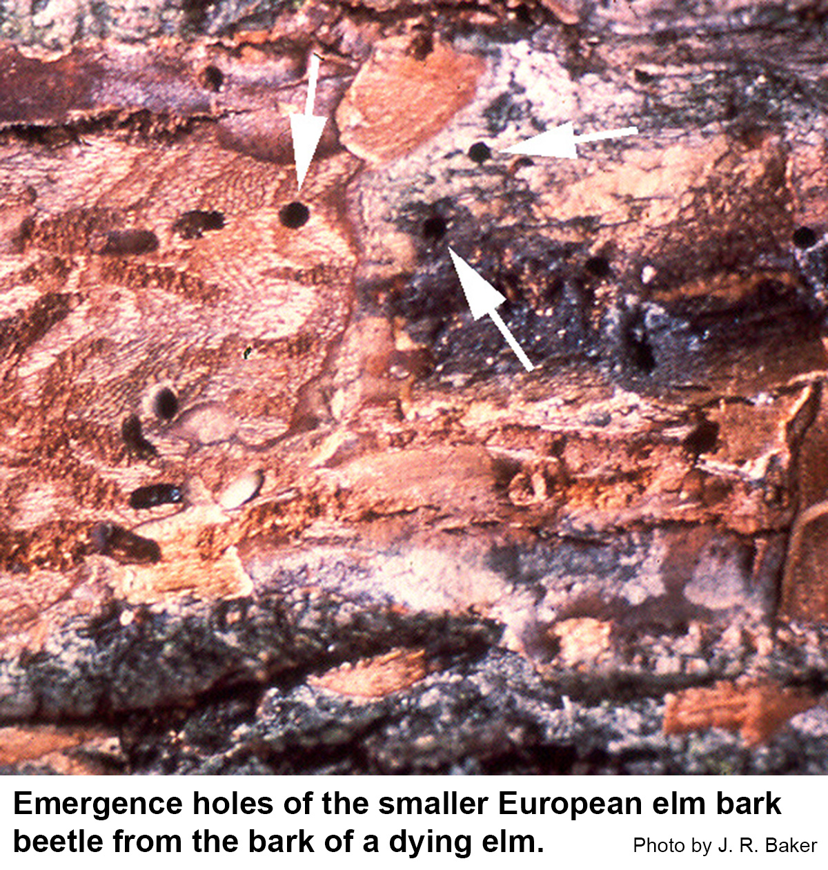 Emergence holes of the smaller European elm bark beetle from the bark of a dying elm.