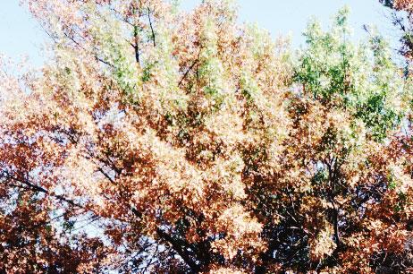Photo of pin oak tree in advanced stage of disease.