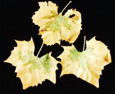 Photo of Sycamore displaying scorch symptoms.
