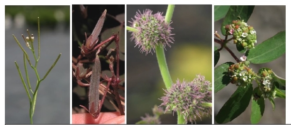 Collage of plants with seed self-dispersal mechanisms