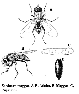 Seedcorn maggot. A-B. Adults. C. Maggot. D. Puparium.