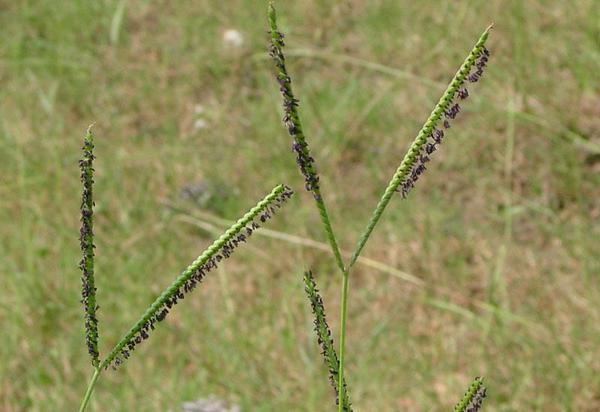 Figure 1. Bahiagrass seedhead.