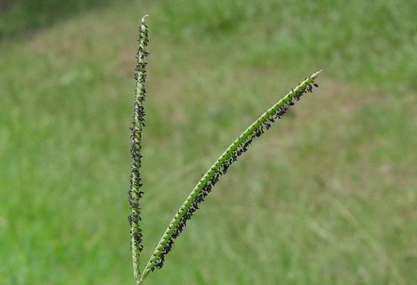 Figure 2. Bahiagrass seedhead.