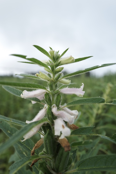 Thumbnail image for Sesame Production Fact Sheet