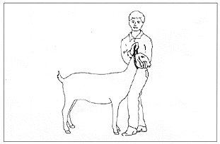 Figure 3. Restrain your goat by placing your knee in front of th