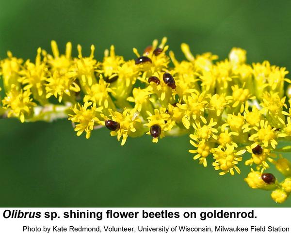Shining flower beetles on flowers