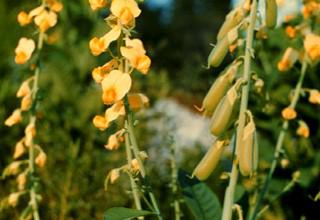 Photo of showy crotalaria flowers