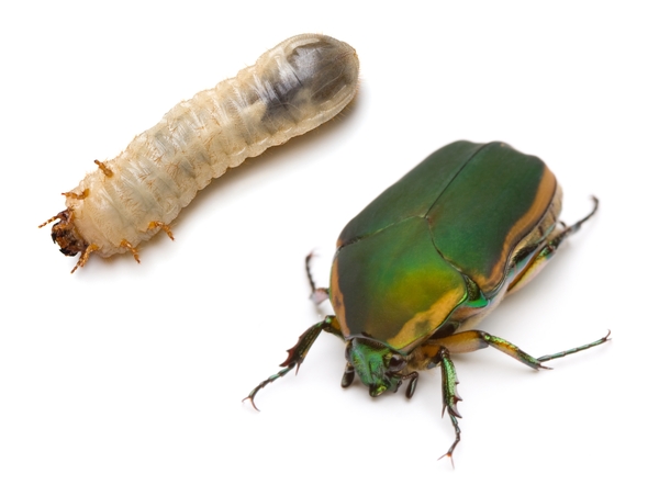 A cream-colored larva next to a green beetle with gold-yellow wing margins.