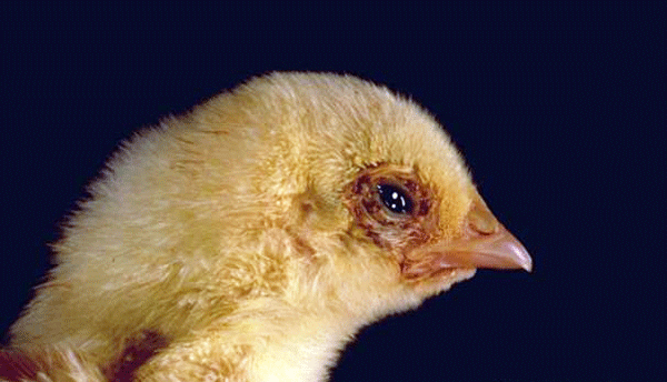A chick with wet feathers around the eye