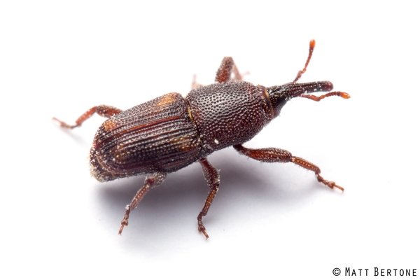 A long reddish-brown weevil (beetle with a long snout) with a punctured appearance and large yellow spots on each wing covering