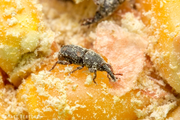 Maize weevil (Sitophilus zemais) in corn.