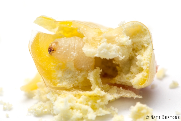 A maize weevil larva in a single corn kernel