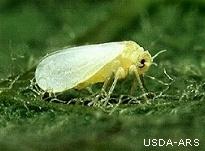 Thumbnail image for Silverleaf Whitefly