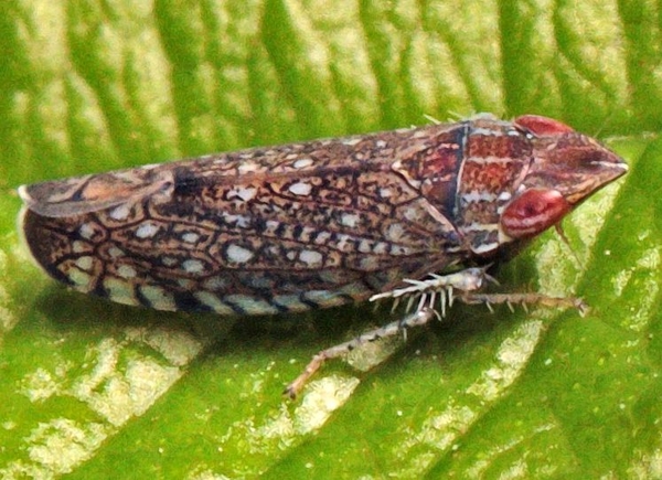 A detailed image of Scaphytopius magdalensis, showing dark brown and white patterning