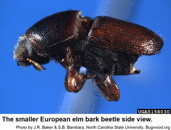 Smaller European elm bark beetle side view