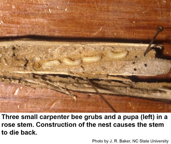Small Carpenter Bees | NC State Extension Publications