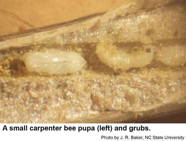 carpenter bee larvae