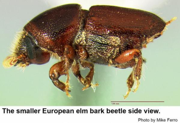 smaller European elm bark beetle