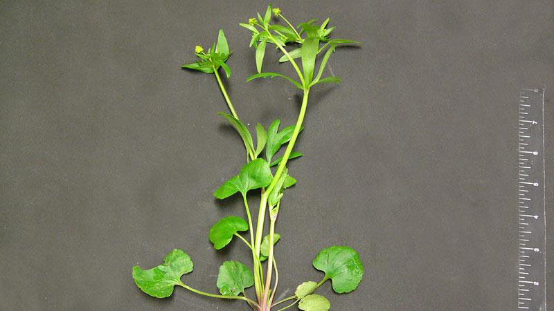 Smallflower buttercup leaf arrangement.