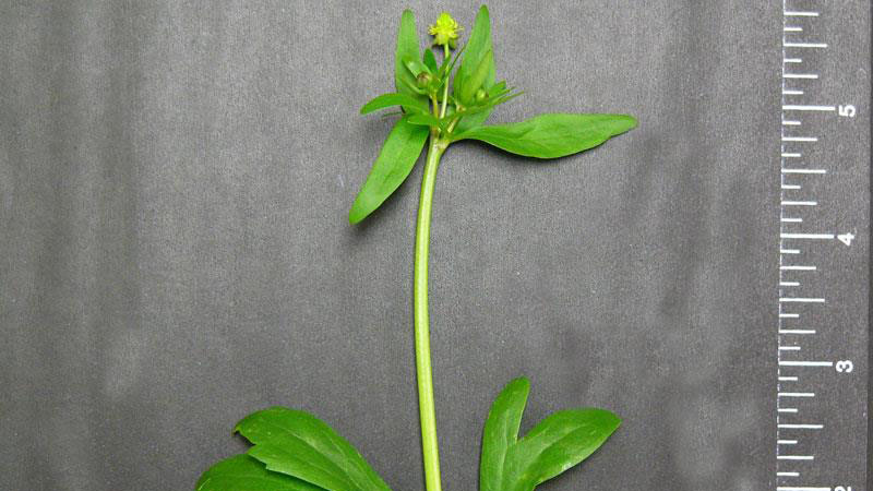 Smallflower buttercup leaf margin.