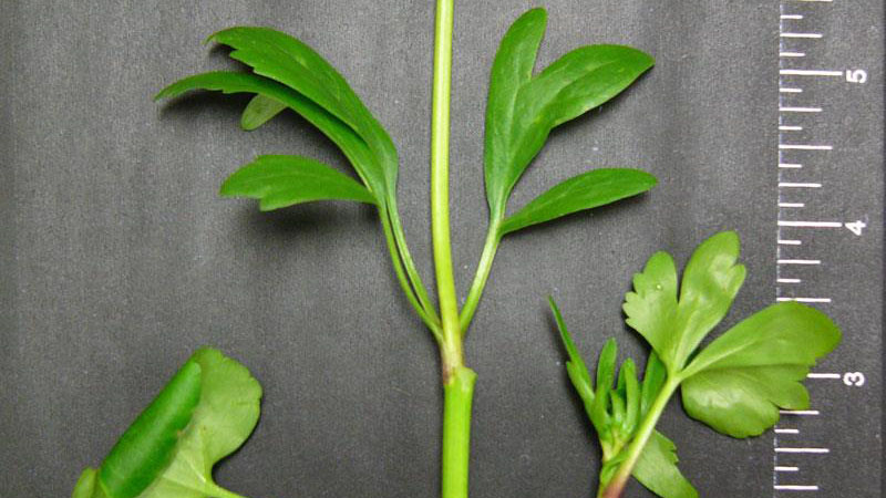 Smallflower buttercup leaf arrangement.