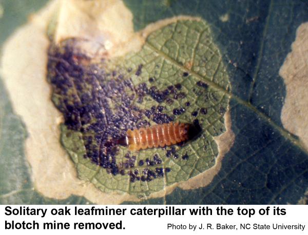 Solitary oak leafminer