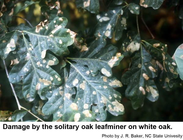 Solitary oak leafminers may become quite abundant.
