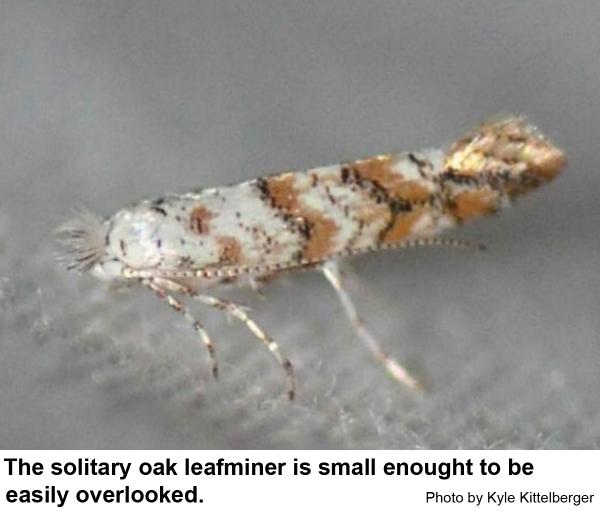 solitary oak leafminer